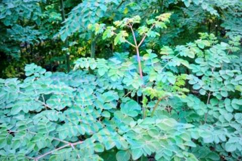 【A5-437】モリンガオーガニック和紅茶・ほうじ茶・お煎茶