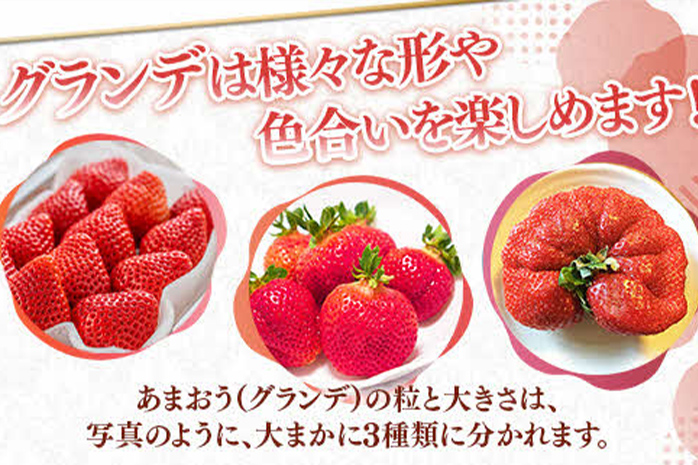 福岡県産 あまおう 500g （250g×2パック） いちご 12月中発送 いちご 苺 フルーツ 果物 くだもの 大粒Gサイズ グランデ 農家直送 大粒 不揃い 福岡県 福岡 九州 グルメ お取り寄せ