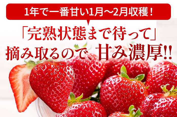アフター保証 いちご あまおう 約1,100g（約275g×4パック）【先行受付／2026年2月以降順次発送予定】