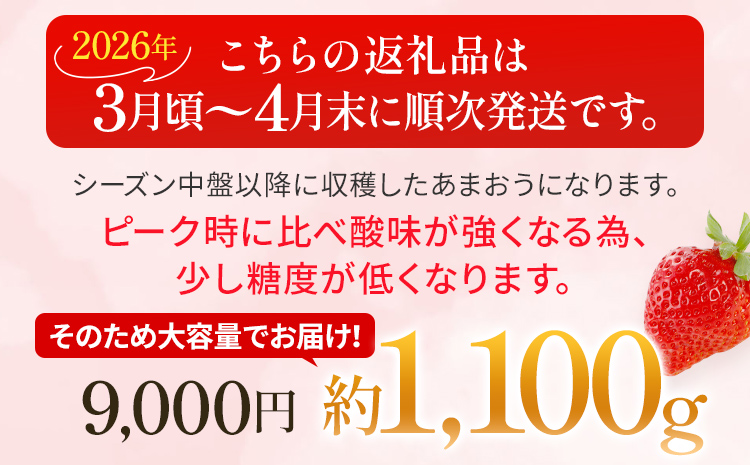 いちご あまおう 約1100g（約275g×4パック） 【先行受付／2026年3月下旬以降順次発送予定】