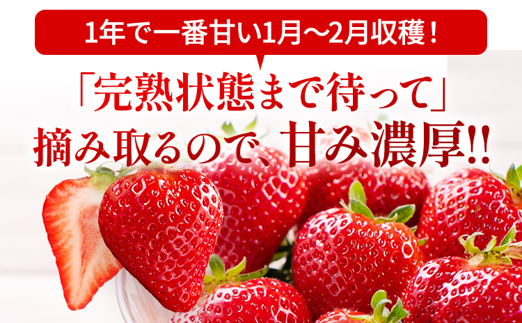 アフター保証 いちご あまおう 約550g（約275g×2パック）【先行受付／2026年2月以降順次発送予定】