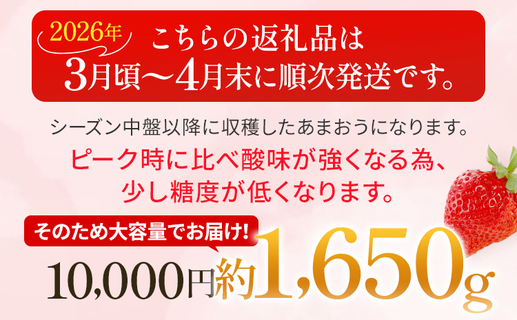 いちご あまおう 約1650g（約275g×6パック） 【先行受付／2026年3月下旬以降順次発送予定】