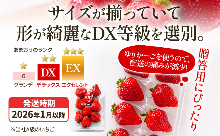 アフター保証 いちご あまおう 8～9粒入り×2パック【先行受付／2026年1月以降順次発送予定】