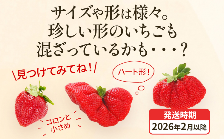 アフター保証 いちご あまおう 約1,100g（約275g×4パック）【先行受付／2026年2月以降順次発送予定】