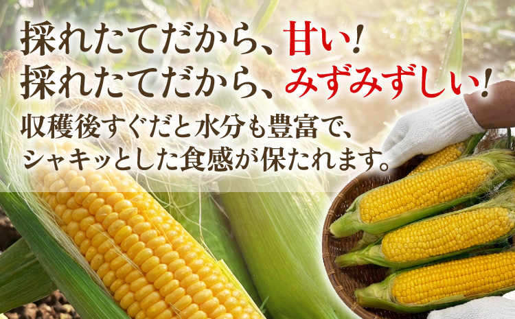 とうもろこし スイートコーン 3kg（6~9本）野菜 コーン スーパースイートコーン 採れたて 糖度20度 【2026年5月下旬頃より順次発送予定】