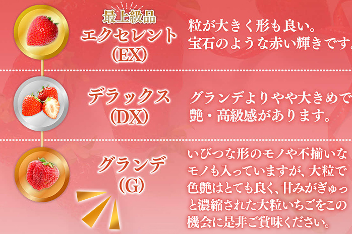 福岡県産 あまおう 1000g （250g×4パック） いちご 12月中発送 いちご 苺 フルーツ 果物 くだもの 大粒Gサイズ グランデ 農家直送 大粒 不揃い 福岡県 福岡 九州 グルメ お取り寄せ