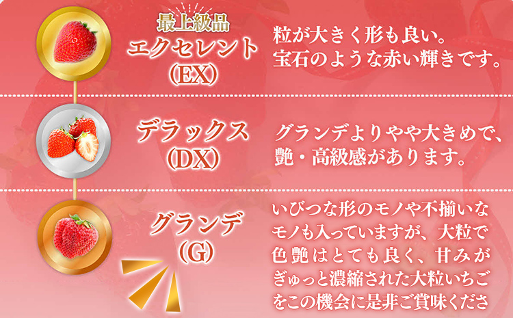 福岡県産 あまおう 1500g （250g×6パック） いちご 1月中発送 いちご 苺 フルーツ 果物 くだもの 大粒Gサイズ グランデ 農家直送 大粒 不揃い 福岡県 福岡 九州 グルメ お取り寄せ