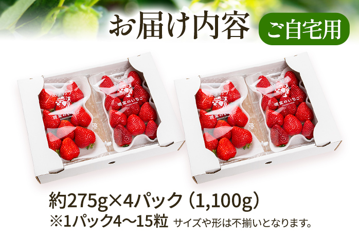 アフター保証 いちご あまおう 約1,100g（約275g×4パック）【先行受付／2026年2月以降順次発送予定】