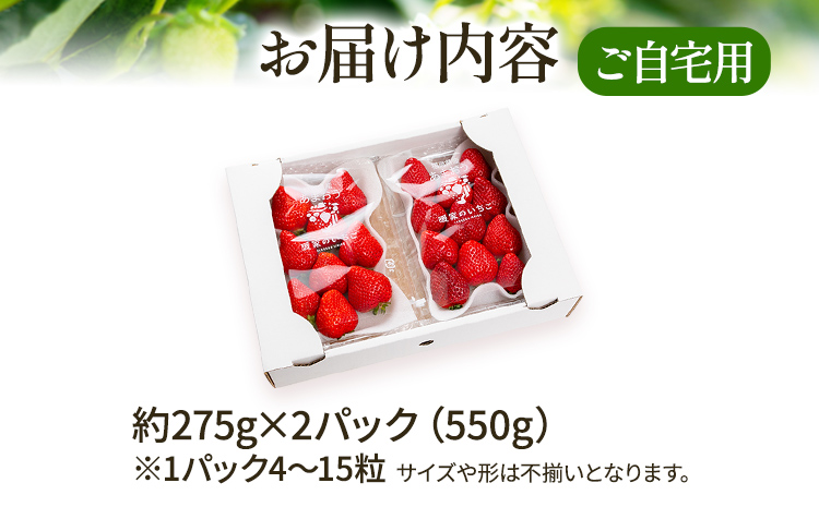 アフター保証 いちご あまおう 約550g（約275g×2パック）【先行受付／2026年2月以降順次発送予定】