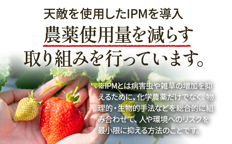 いちご あまおう 博多あまおう 暖家の冷凍いちご 苺 フルーツ 果物 くだもの 500g×2袋 1000g 1kg 冷凍あまおう 入賞 真空パック ヘタ処理済み IPM 福岡県 福岡 九州 グルメ お取り寄せ