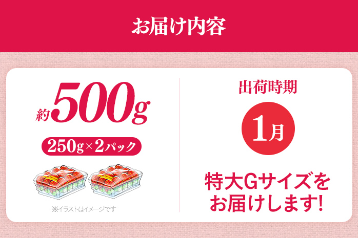 福岡県産 あまおう 500g （250g×2パック） いちご 1月中発送 いちご 苺 フルーツ 果物 くだもの 大粒Gサイズ グランデ 農家直送 大粒 不揃い 福岡県 福岡 九州 グルメ お取り寄せ