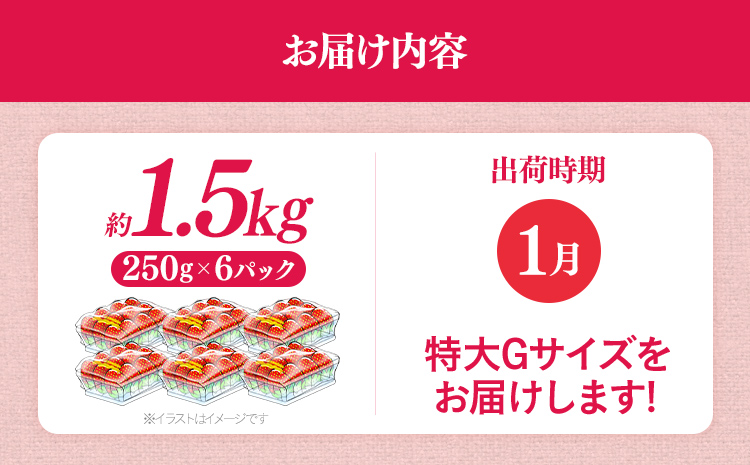 福岡県産 あまおう 1500g （250g×6パック） いちご 1月中発送 いちご 苺 フルーツ 果物 くだもの 大粒Gサイズ グランデ 農家直送 大粒 不揃い 福岡県 福岡 九州 グルメ お取り寄せ