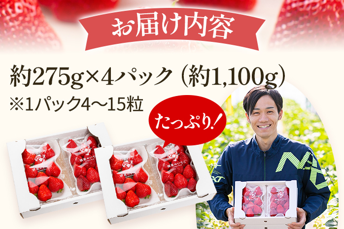いちご あまおう 約1100g（約275g×4パック） 【先行受付／2026年3月下旬以降順次発送予定】