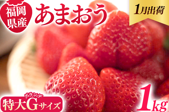福岡県産 あまおう 1000g （250g×4パック） いちご 1月中発送 いちご 苺 フルーツ 果物 くだもの 大粒Gサイズ グランデ 農家直送 大粒 不揃い 福岡県 福岡 九州 グルメ お取り寄せ