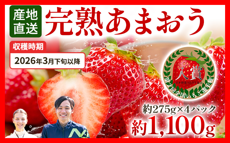 いちご あまおう 約1100g（約275g×4パック） 【先行受付／2026年3月下旬以降順次発送予定】