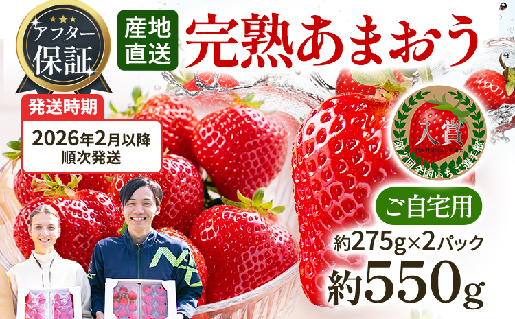 アフター保証 いちご あまおう 約550g（約275g×2パック）【先行受付／2026年2月以降順次発送予定】