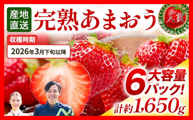 いちご あまおう 約1650g（約275g×6パック） 【先行受付／2026年3月下旬以降順次発送予定】