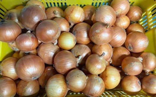 【先行予約】 【訳あり】 たなか農産の柳川産 新玉ねぎ 約5kg 【2026年4月上旬～6月下旬迄順次発送予定】 訳アリ 理由あり わけあり 新玉葱 玉葱 玉ねぎ たまねぎ 野菜 春限定 国産 九州 福岡県 柳川市 常温