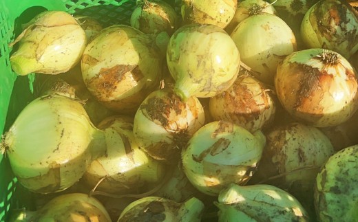 【先行予約】 【訳あり】 たなか農産の柳川産 新玉ねぎ 約5kg 【2026年4月上旬～6月下旬迄順次発送予定】 訳アリ 理由あり わけあり 新玉葱 玉葱 玉ねぎ たまねぎ 野菜 春限定 国産 九州 福岡県 柳川市 常温