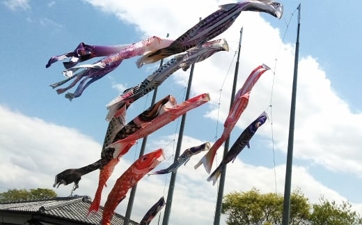 鯉のぼり（制覇6ｍ6点セット）