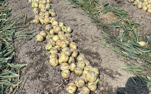 【先行予約】 【訳あり】 たなか農産の柳川産 玉ねぎ 約5kg 【2026年6月下旬～8月上旬迄順次発送予定】 訳アリ 理由あり わけあり 乾燥玉葱 玉葱 玉ねぎ たまねぎ 乾燥野菜 野菜 国産 九州 福岡県 柳川市 常温