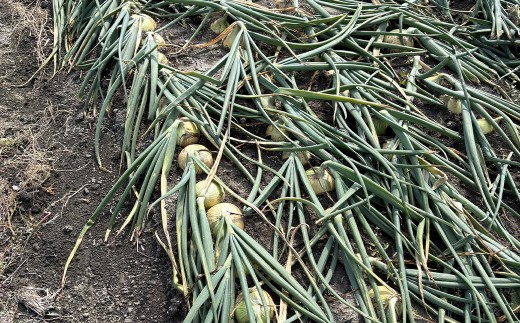 【先行予約】 【訳あり】 たなか農産の柳川産 玉ねぎ 約5kg 【2026年6月下旬～8月上旬迄順次発送予定】 訳アリ 理由あり わけあり 乾燥玉葱 玉葱 玉ねぎ たまねぎ 乾燥野菜 野菜 国産 九州 福岡県 柳川市 常温