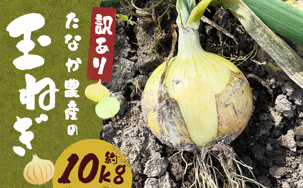 【先行予約】 【訳あり】 たなか農産の柳川産 玉ねぎ 約10kg 【2026年6月下旬～8月上旬迄順次発送予定】 訳アリ 理由あり わけあり 乾燥玉葱 玉葱 玉ねぎ たまねぎ 乾燥野菜 野菜 国産 九州 福岡県 柳川市 常温