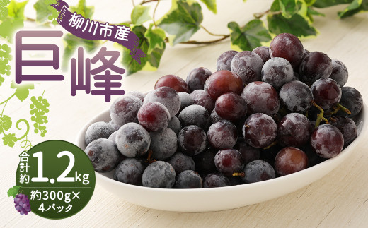 巨峰 300g×4パック 合計約1.2kg