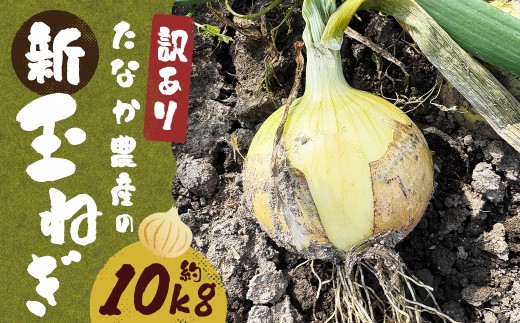【先行予約】 【訳あり】 たなか農産の柳川産 新玉ねぎ 約10kg 【2026年4月上旬～6月下旬迄順次発送予定】 訳アリ 理由あり わけあり 新玉葱 玉葱 玉ねぎ たまねぎ 野菜 春限定 国産 九州 福岡県 柳川市 常温
