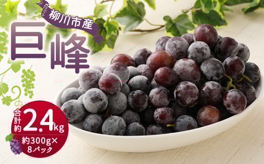 巨峰 300g×8パック 合計約2.4kg