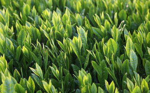 【新茶】奥八女新茶　詰合わせ(5本)【2025年5月発送開始】