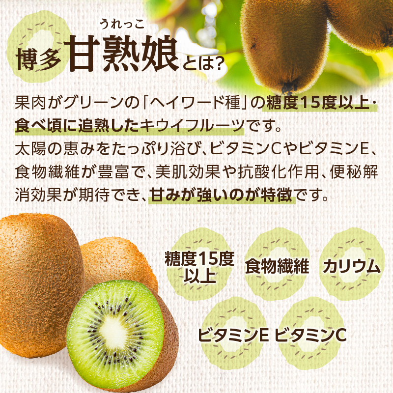 【先行予約】【2025年12月発送開始】博多甘熟娘（うれっこ）キウイ3.6kg｜ＪＡふくおか八女 キウイフルーツ 福岡 高糖度 先行予約 グリーンキウイ ヘイワード種