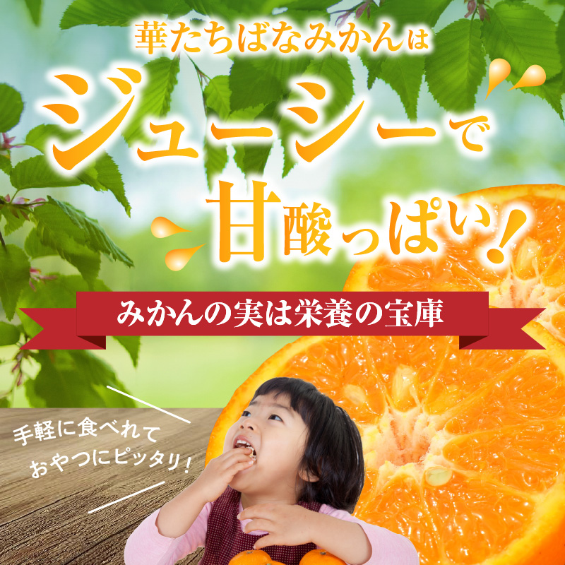 【2026年12月発送開始】華たちばなみかん 5kg｜ＪＡふくおか八女 蜜柑 ミカン 秀品 福岡 果物 フルーツ 先行予約 家庭用 自宅用 送料無料 数量限定 期間限定