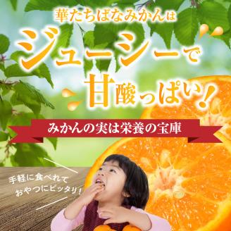 【先行予約】【2025年12月発送開始】華たちばなみかん 5kg｜ＪＡふくおか八女 蜜柑 ミカン 秀品 福岡 果物 フルーツ 先行予約 家庭用 自宅用 送料無料 数量限定 期間限定
