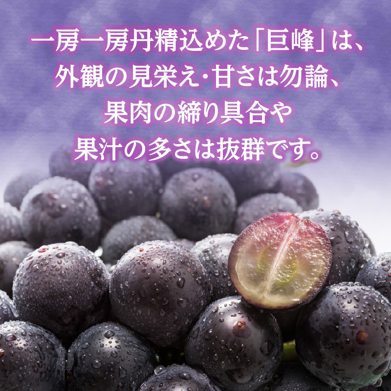種なし 巨峰 約1.4kg（350g×4パック）｜2026年7月上旬～発送予定 産地直送 朝採れ 種なし 甘い ジューシー 大粒 数量限定 冷蔵 ぶどう ブドウ 葡萄 デザート 果物 くだもの フルーツ もぎたて スイーツ 九州 福岡県 八女市