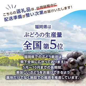 【先行受付】博多ピオーネ 1.4kg（350g×4パック）｜7月上旬～発送予定