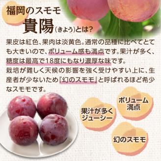 【先行受付】＜福岡のスモモ＞貴陽【1.2kg】【JAふくおか八女】※7月上旬～発送予定 すもも フルーツ 産地直送 高糖度 糖度18度 美味しい 濃厚 甘酸っぱい 旬 先行予約 数量限定 期間限定 クール便 冷蔵配送