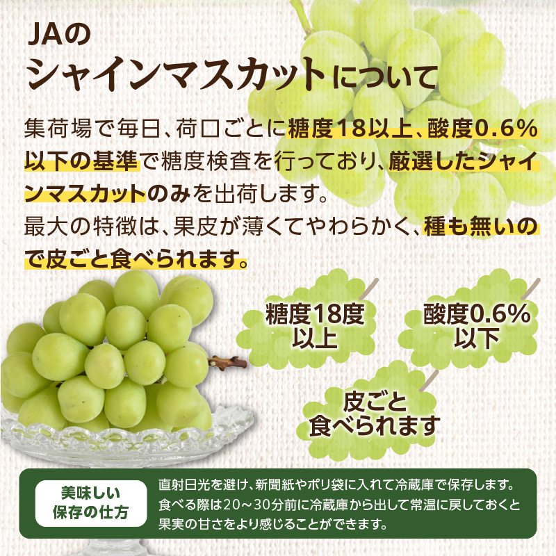 【先行予約】シャインマスカット 1.4kg（350g×4パック）【ＪＡふくおか八女】｜９月上旬～発送予定 マスカット ぶどう 種なし 皮ごと食べられる 糖度18度 高糖度 甘い 厳選 産地直送 1.4kg 先行予約 旬 クール便 品質保証 数量限定 福岡 八女