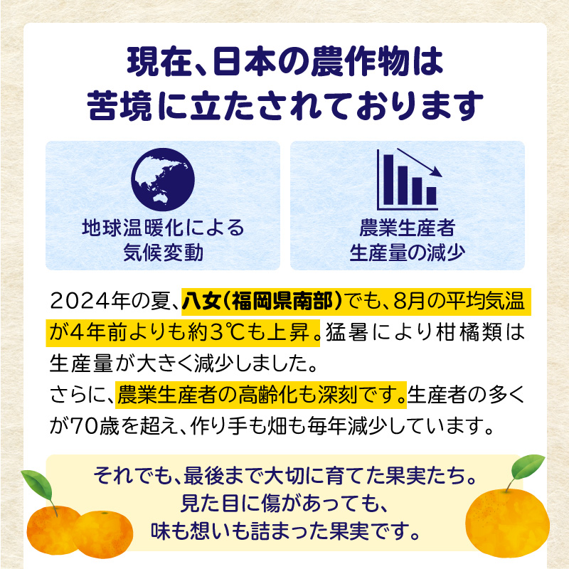 【訳あり】もったいな果シリーズ 不知火 缶詰 5号缶×12缶 セット