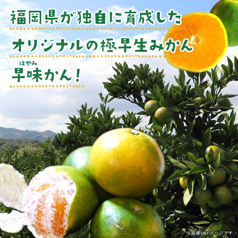 【先行受付】2026年の秋に配送！福岡県オリジナル品種極早生みかん『早味かん』約5kg＜配送不可：北海道・沖縄・離島＞ 果物 フルーツ ミカン おいしい 八女