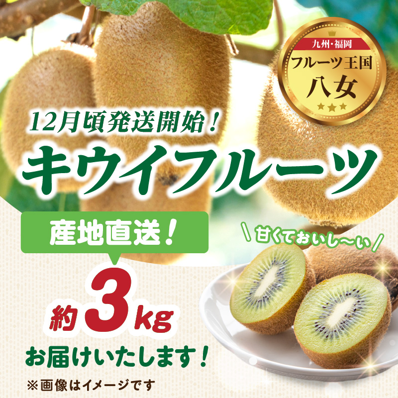 九州・福岡フルーツ王国八女 産地直送キウイフルーツ 約3.0kg【2026年12月発送開始】＜配送不可：北海道・沖縄・離島＞ フルーツ ヘイワード 産地直送 期間限定 福岡県 八女市