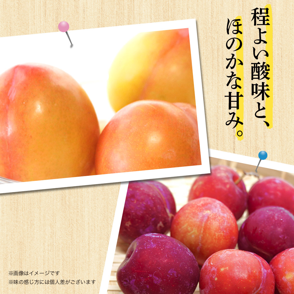 【2026年6月発送予定】九州・福岡フルーツ王国八女から直送！すもも約1.4kg｜＜配送不可：北海道・沖縄・離島＞ 数量限定 直送 1.4kg 旬 時期 すもも スモモ 果物 くだもの フルーツ デザート ジューシー 甘酸っぱい 家族団らん 冷蔵 九州 福岡県 八女市