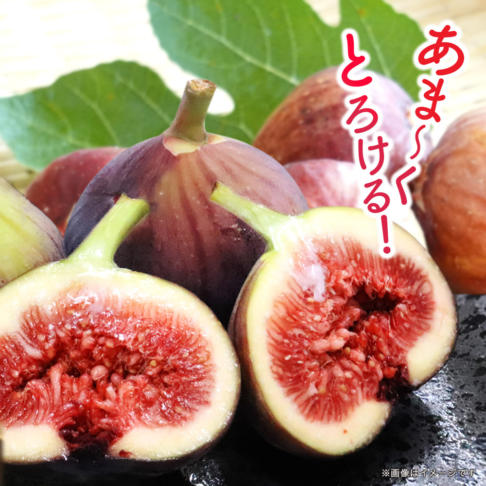 【先行受付】【2026年9月～10月頃順次発送】福岡県オリジナル品種 高糖度プレミアムいちじく 「とよみつひめ」約1.2kg ＜配送不可：北海道・沖縄・離島＞
