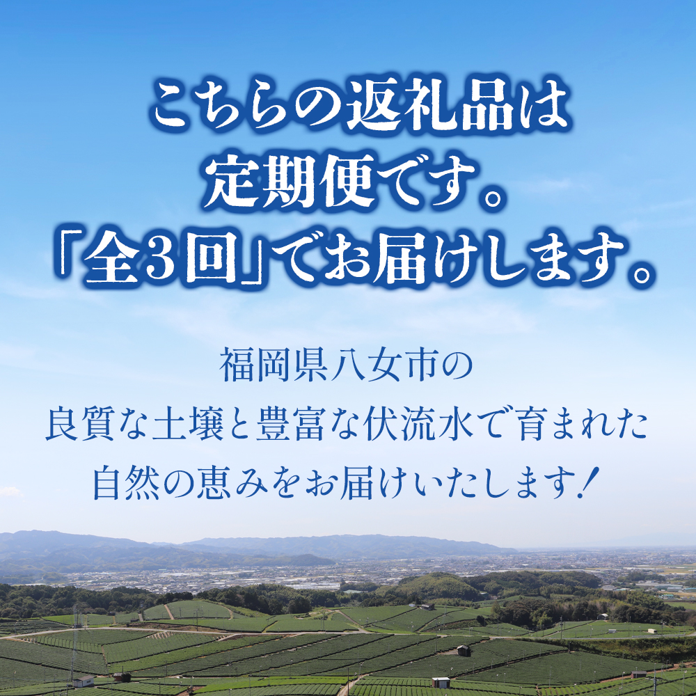 福岡八女　お楽しみ夏のフルーツ定期便D｜＜配送不可：北海道・沖縄・離島＞