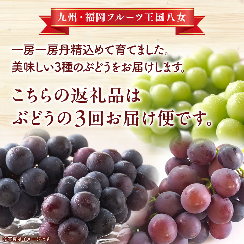 九州・福岡フルーツ王国八女　ぶどう3回お届け便【全3回】＜配送不可：北海道・沖縄・離島＞ ぶどう 葡萄 合計3回 巨峰 ピオーネ シャインマスカット 家庭用