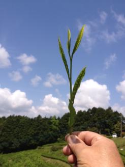 ＜農薬不使用八女茶＞極　煎茶初花詰合せ＜80g×2本＞