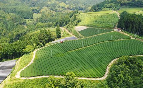 【新茶】奥八女新茶　詰合わせ(5本)【2025年5月発送開始】