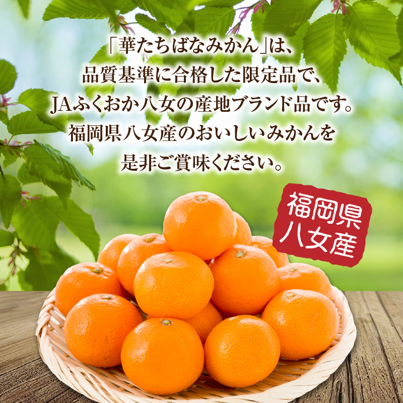 【先行予約】【2025年12月発送開始】華たちばなみかん 5kg｜ＪＡふくおか八女 蜜柑 ミカン 秀品 福岡 果物 フルーツ 先行予約 家庭用 自宅用 送料無料 数量限定 期間限定