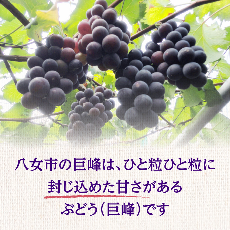 種なし 巨峰 約1.4kg（350g×4パック）｜2026年7月上旬～発送予定 産地直送 朝採れ 種なし 甘い ジューシー 大粒 数量限定 冷蔵 ぶどう ブドウ 葡萄 デザート 果物 くだもの フルーツ もぎたて スイーツ 九州 福岡県 八女市