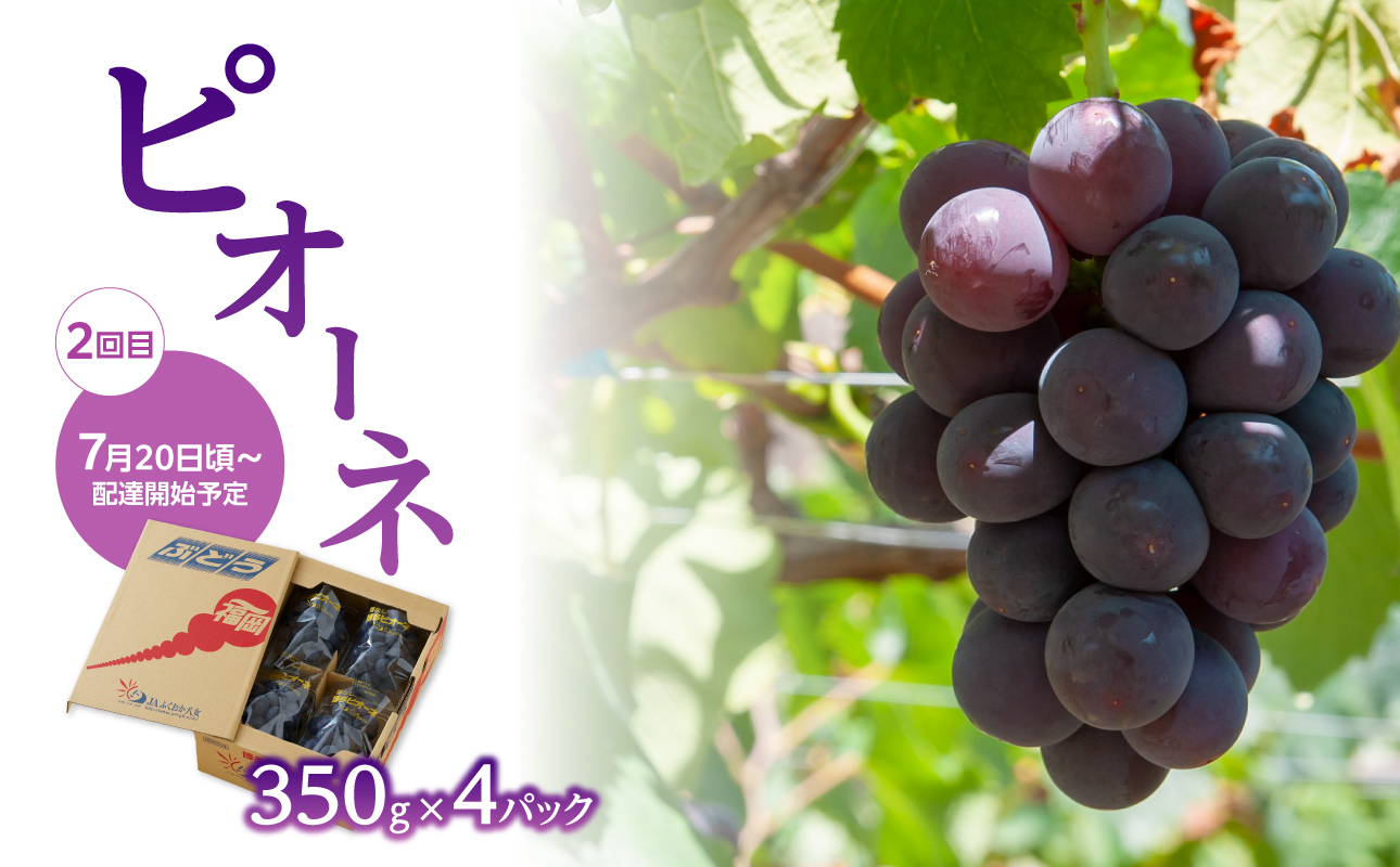 【先行受付】福岡ぶどう定期便【全3回】【ＪＡふくおか】ぶどう食べ比べ便 各1.4kg（種なし巨峰、ピオーネ、シャインマスカット）